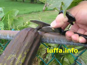Cutting Luffa from vine