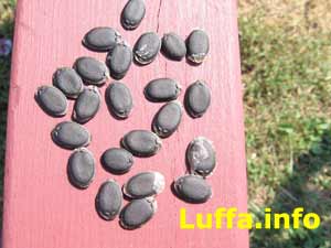 Luffa seeds