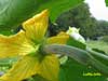 Female Luffa Flower