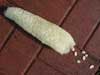 White seeds and coarse fiber indicate non-maturity