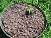 Luffa Seedling