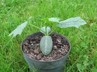Luffa Plant