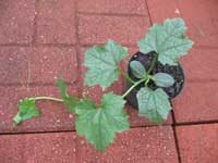 Luffa Ready to Transplant