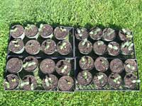 Starting Luffa Plants