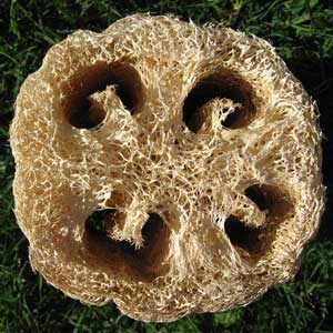 Picture of a cut piece of luffa viewed from the cut end