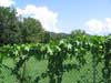 Luffa vines getting established