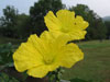 Yellow Flowers