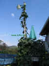 Luffa Vine on Light Pole
