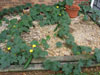 Luffa vines on pebbles