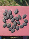Luffa aegyptiaca seeds