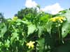 Luffa Vines