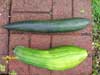 Two Luffa aegyptiaca Varieties