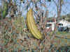 Almost ready to pick luffa