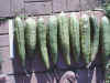 Some small green ones after vines frosted