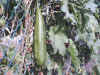 Growing Luffa Fruit