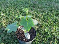One Month Old Luffa Plant