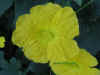 Luffa Flower